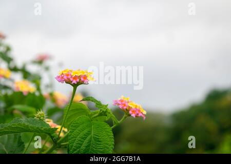 Beautiful multicolored lantana camara flowers with leaves on the plant. Used selective focus. Stock Photo