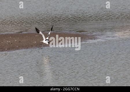 Avocet (Recurvirostra avosetta) in flight at a coastal lagoon at the RSPB Leighton Moss reserve Stock Photo