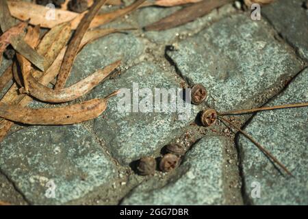 Dry seeds and leaves of eucalyptus on the paving stones. Stock Photo