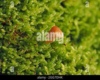 small golden brown fluted fruiting bodies of toadstools (fungus) growing among tiny moss with spore caps on top of a wall in Cumbria, England, UK Stock Photo