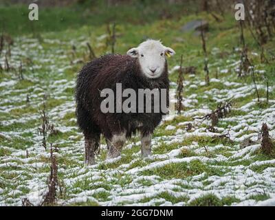cute Herdwick Sheep with melting snow on distinctive dark wool & white face stare at camera while grazing in snowy field - Cumbria, England, UK Stock Photo