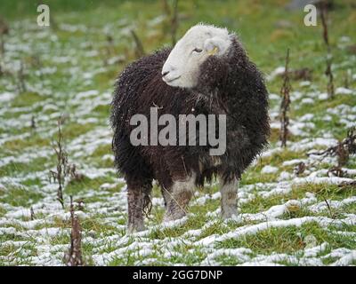 cute Herdwick Sheep with melting snow on distinctive dark wool & white face looks left while grazing in snowy field - Cumbria, England, UK Stock Photo