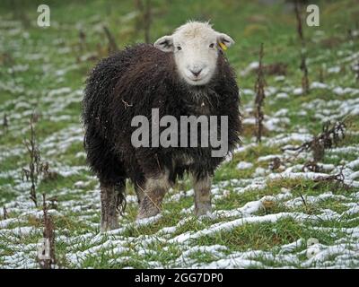 cute Herdwick Sheep with melting snow on distinctive dark wool & white face stare at camera while grazing in snowy field - Cumbria, England, UK Stock Photo