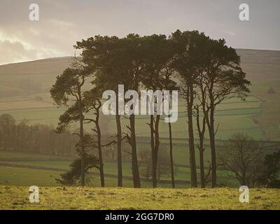 tall rugged stand of sunlit mature Pinus sylvestris, Scots pine, aka Scotch pine, European red pine, in Cumbria, England, UK Stock Photo
