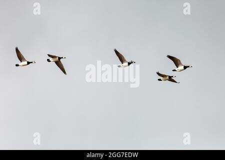 Barnacle geese (Branta leucopsis) in flight at the RSPB Mersehead reserve in Dumfries and Galloway Stock Photo