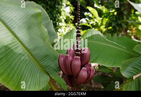 Banana flower - The teardrop-shaped purple flower at the end of the banana fruit cluster in a banana tree is called as banana heart. Martinique island Stock Photo