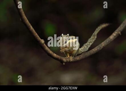 Himalayan Striped Squirrel (Tamiops mcclellandii) adult standing on vine eating Kaeng Krachen, Thailand             February Stock Photo