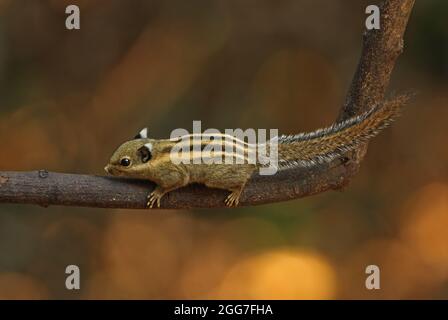 Himalayan Striped Squirrel (Tamiops mcclellandii) adult on dead branch Kaeng Krachen, Thailand             February Stock Photo