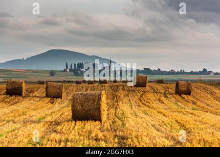 Agricultural field with haystacks, stack of round hay bales, and village scene in the background. Hay balls on a field, in Romania. Stock Photo