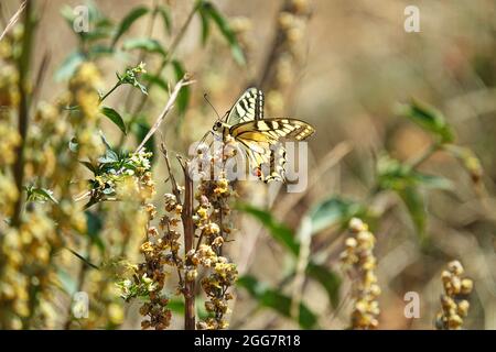 Old World Swallowtail butterfly - Papilio machaon, beautiful colored iconic butterfly from European meadows and grasslands. Stock Photo