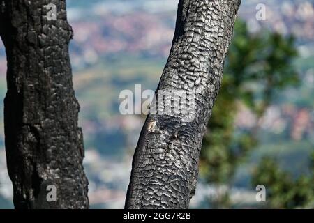 burnt tree bark background texture macro Stock Photo