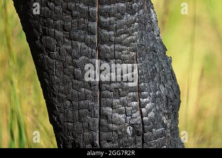 burnt tree bark background texture macro Stock Photo