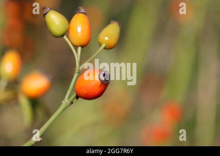 Rosehip berries on a bush. Ripe and unripe medicinal fruits of briar on blurred background, healing plants Stock Photo