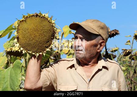 Old farmer on sunflower field, elderly man inspects the crop. Work on farm in a sunny day, good harvest Stock Photo