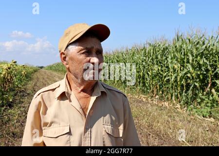 Old farmer stands on a green cornfield, elderly man in baseball cap inspects the crop. Work on farm in a sunny day, high corn stalks, good harvest Stock Photo