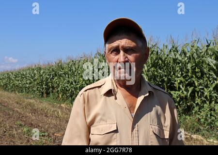 Old farmer stands on a green cornfield, elderly man in baseball cap inspects the crop. Farm in a sunny day, high corn stalks, good harvest Stock Photo