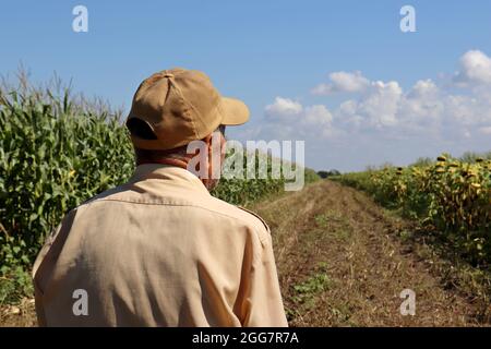 Old farmer stands on a rural road between corn and sunflower field, back view. Elderly man in baseball cap inspects the crop, high corn stalks Stock Photo