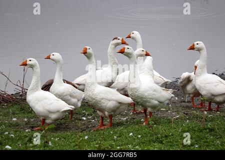 White geese on a lake coast. Poultry on pasture in a countryside Stock Photo