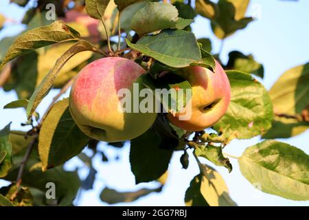 Red apples growing on a tree in garden on sky background. Ripening fruits hanging on branch with leaves in sunlight Stock Photo