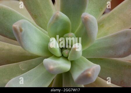 Beautiful ornamental green succulents with thick funny leaves, close-up. Composition of colorful varieties of sedum plants. High quality photo Stock Photo