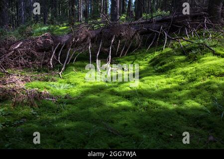 Old fallen tree in a wild forest overgrown with moss, abandoned trail, wild Carpathians mountains environment Stock Photo