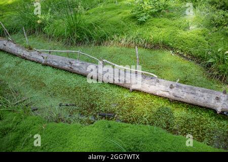 Old fallen tree in a wild forest overgrown with moss, abandoned trail, wild Carpathians mountains environment Stock Photo