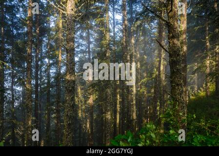 Morning fog fills pine forest. Oregon, USA. Stock Photo