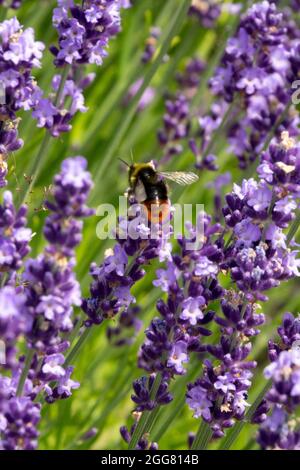 Bumble bee on English Lavender Lavandula angustifolia 'Contrast' Stock Photo