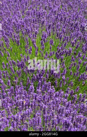 English Lavender garden Lavandula 'Hidcote Blue' Stock Photo