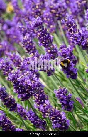 Bumble bee on spike English Lavender Lavandula angustifolia 'Lavance Purple' Stock Photo