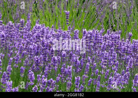 Lavender Lavandula angustifolia 'Beate' Stock Photo - Alamy