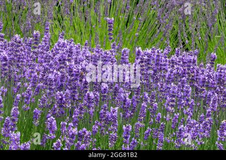 English Lavender blue flowering bed Lavandula angustifolia 'Beate' Bee-friendly plants Stock Photo