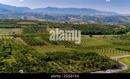 Aerial view of cherry trees in full bloom surrounding a pond with ...