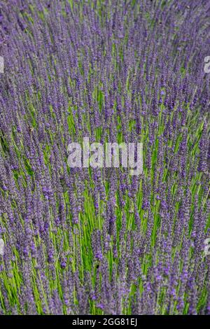 Lavender Lavandula × intermedia 'Arabian Night' Stock Photo