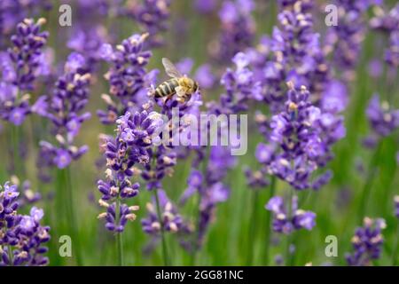 European honey bee on English Lavender Lavandula angustifolia 'Riverina Eunice' Stock Photo