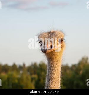 Ostrich on an ostrich farm head and neck close-up. Stock Photo