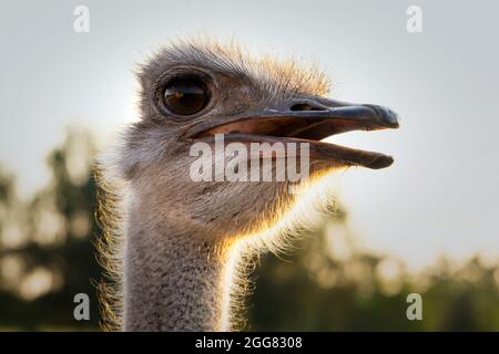 Ostrich on an ostrich farm head and neck close-up. Stock Photo