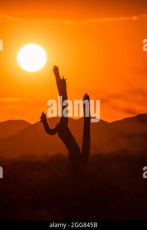 Sun sets in fire red sky behind saguaro cactus, vertical photo Stock Photo