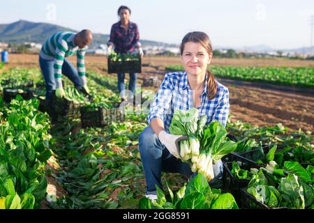 Positive french woman cuts fresh green mangold Stock Photo