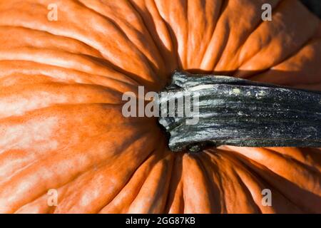 Close up or Macro of Pumpkins freshly picked at the patch in fall Stock Photo