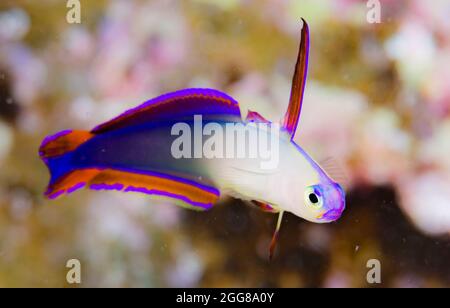 Decorated Dart Goby Stock Photo