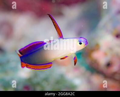 Decorated Dart Goby Stock Photo