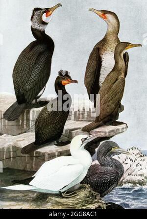 This 1917 illustration shows the following by Louis Agassiz Fuertes:  TOP: Common Commorant Phalacrocorax carbo (Linnaeus)  Left: Adult in breeding plummage. Right: Immature MIDDLE: Double-Crested Cormorant Phalacrocorax auritus auritus (Lesson) Left: Adult in breeeding plummage. Right: Immature Bottom: Gannet Sula Bassana (Linnaeus)  Left: Adult, Right: Immature Louis Agassiz Fuertes (1874-1927), an American ornithologist, illustrator and artist who set the rigorous and current-day standards for ornithological art and naturalist depiction. He is considered one of the most prolific American bi Stock Photo