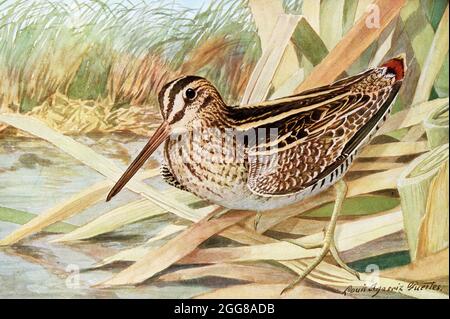 This 1917 illustration shows the following by Louis Agassiz Fuertes: Wilson's Snipe Gallinago delicata (Ord). Louis Agassiz Fuertes (1874-1927), an American ornithologist, illustrator and artist who set the rigorous and current-day standards for ornithological art and naturalist depiction. He is considered one of the most prolific American bird artists, second only to his guiding professional predecessor John James Audubon. Stock Photo