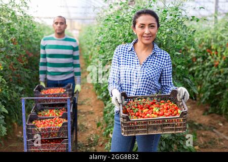 International farmer team harvesting tomatoes in greenhouse Stock Photo ...