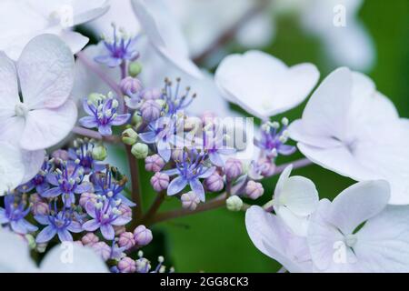 Hydrangea serrata flower closeup - Virginia USA Stock Photo