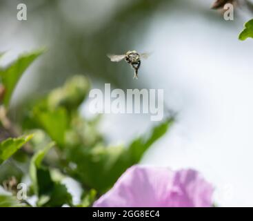 A bumble bee flying through a garden Stock Photo