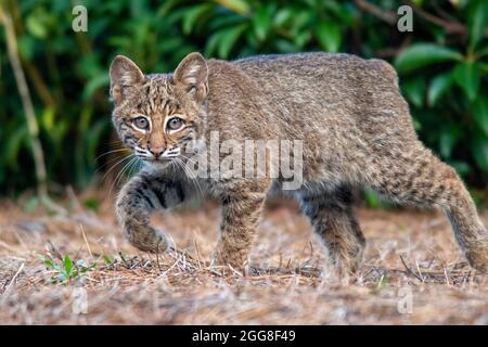 Wild Bobcat (Lynx rufus) kitten - Brevard, North Carolina, USA Stock Photo