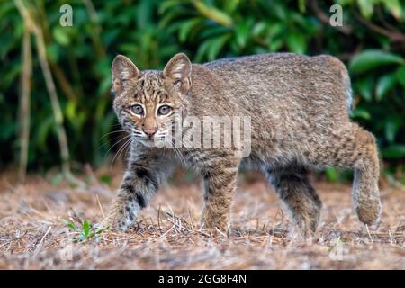 Wild Bobcat (Lynx rufus) kitten - Brevard, North Carolina, USA Stock Photo