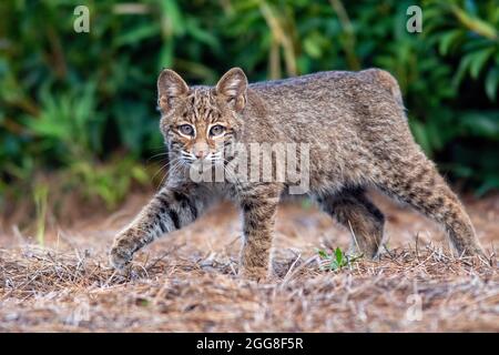 Wild Bobcat (Lynx rufus) kitten - Brevard, North Carolina, USA Stock Photo